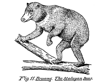 Fig. 11. Bruang. The Malayan Bear.