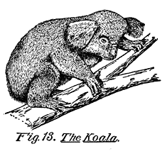 Fig. 13. The Koala.
