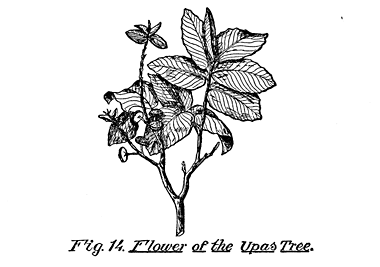 Fig. 14. The Flower of the Upas Tree.