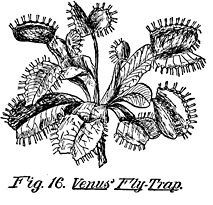 Fig. 16. Venus' Fly-Trap.