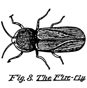 Fig. 3. The Fire-fly.