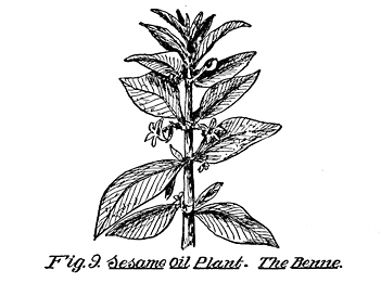 Fig. 9. Sesame Oil Plant. The Benne.