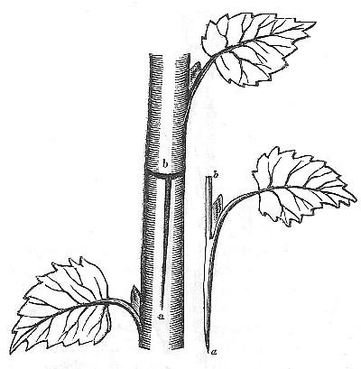 Fig. 40.