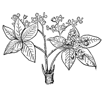 Fig. 10. Chica. The Gum Plant.