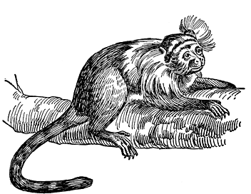 Fig. 16. The Marmoset