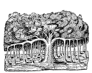 Fig. 5. The Banyan Tree.