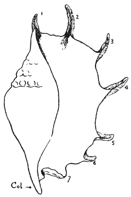 Fig. 5—Pterocera Bryonia. the Red Sea
Spider-shell. Col.—the columella 1-7—the "claws".