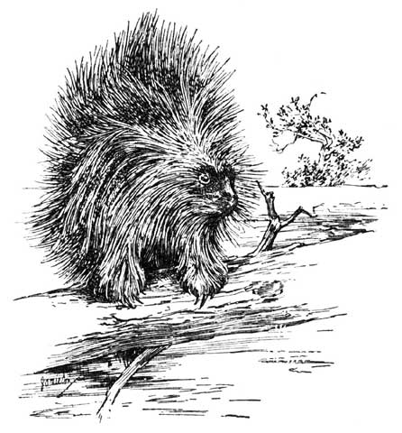 Chief Porcupine