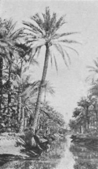 Amongst The Palm Trees