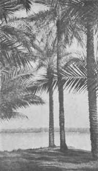 Date Palm Scenes Below Basrah