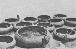 Gufas'" Or Circular Boats At Baghdad
