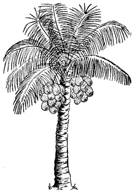 COCOANUT PALM TREE