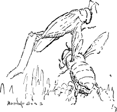 the grasshopper jumps