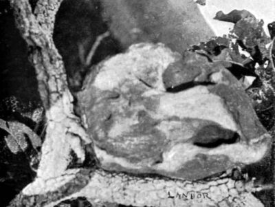 Fossil Skull of Giant Animal.