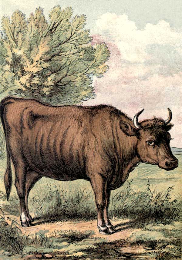 The Project Gutenberg eBook of Tame Animals, by AUTHOR.