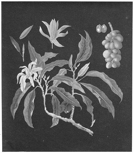 Botanical Specimen