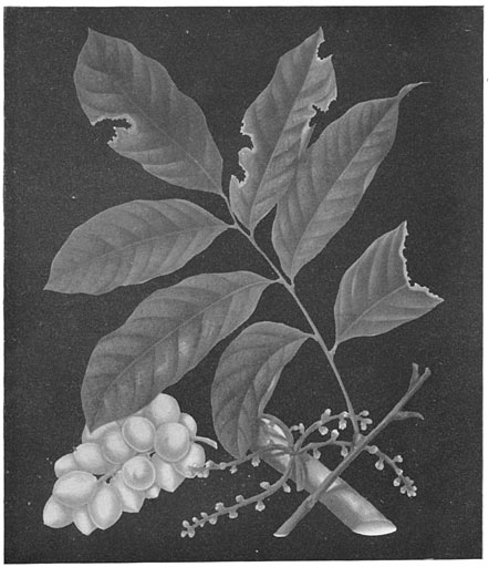 Botanical Specimen