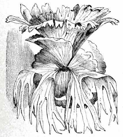 Platycerium