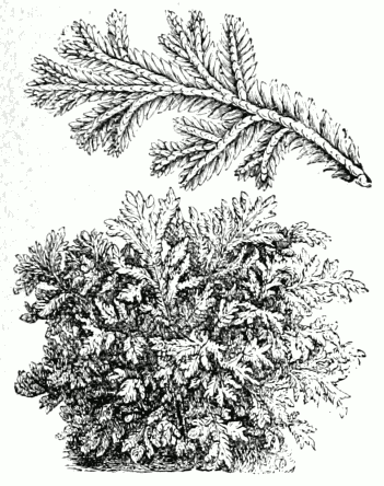 Selaginella Martensii