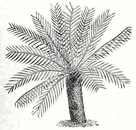 Dioon edule