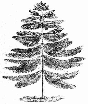 Araucaria excelsa