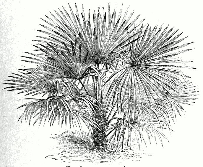 Trachycarpus excelsa
