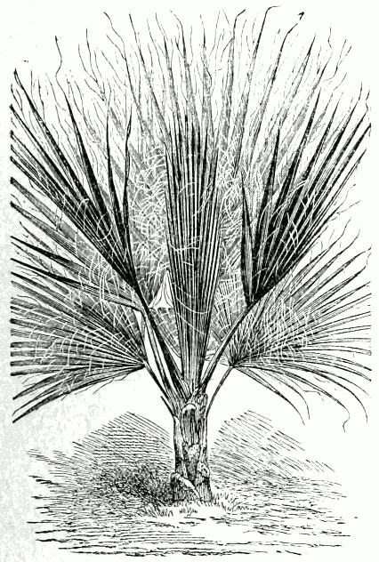 Pritchardia filifera