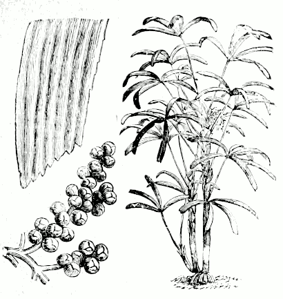 Rhapis flabelliformis