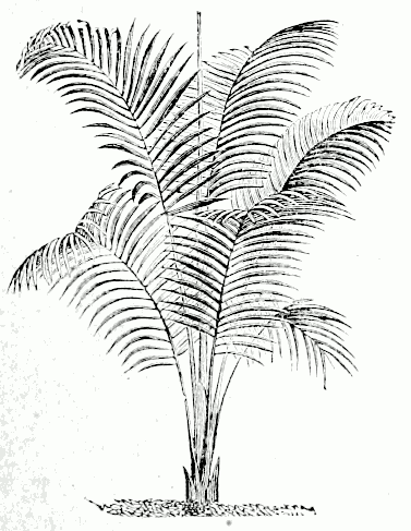 Rhopalostylis Baueri