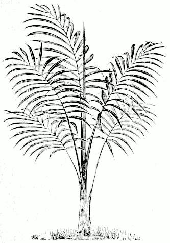 Chamaedorea elegans