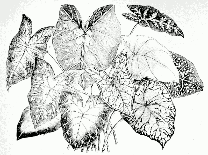 Buntblättrige Caladien