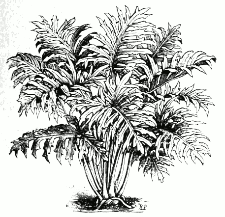 Philodendron bipinnatifidum
