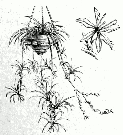 Chlorophytum comosum