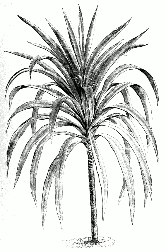 Cordyline australis