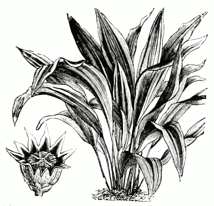 Aspidistra elatior