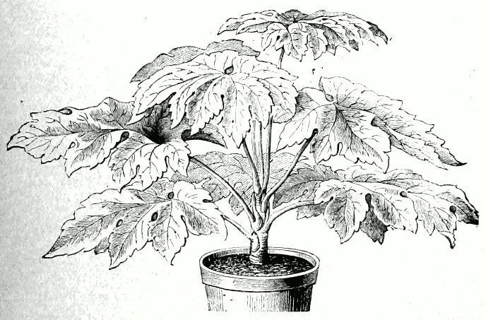 Aralia papyrifera