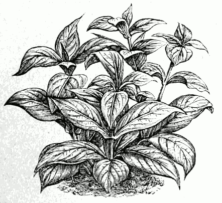 Strobilanthes Dyerianus
