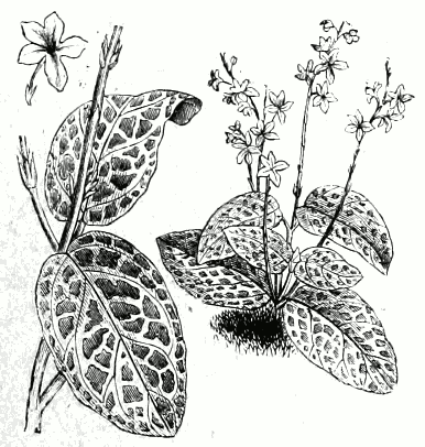 Eranthemum leuconeuron