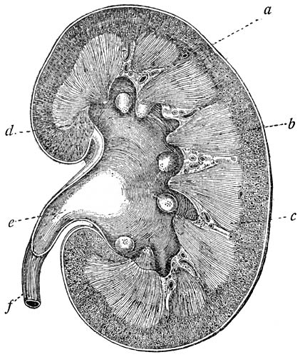 Fig. 7. Lengtedoorsnede van de nier. (Heitzmann.)
