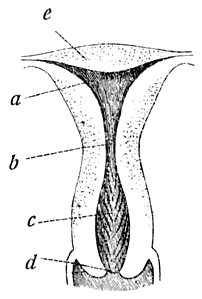 Fig. 9. Doorsnede van een maagdelijke baarmoeder. (Gegenbaur).