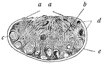 Fig. 10. Doorsnede van een eierstok. (Gegenbaur).
