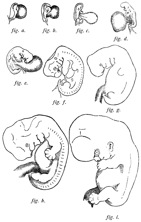 Fig. 12. De menschelijke vrucht in de eerste acht weken van ontwikkeling (Schroeder).