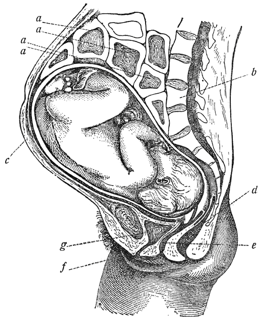 Fig. 13. Doorsnede van het bekken in de laatste maand van de zwangerschap. (Schroeder).