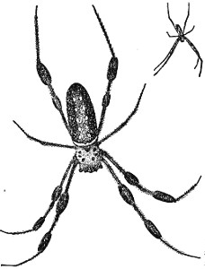 Fig. 1. Male and Female Nephila plumipes.