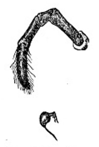 Fig. 5. Palpi, or Feelers.