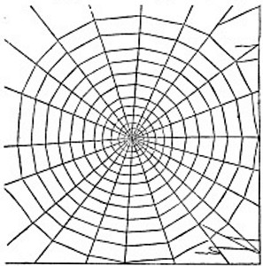 Fig. 6. Web of common Garden Spider.