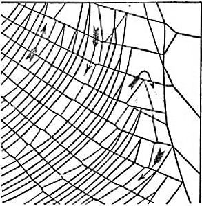 Fig. 8. Section of Web.