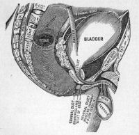 The male generative organs.