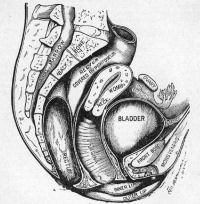 The female organs of generation.