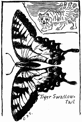 Tiger Swallowtail (life size)